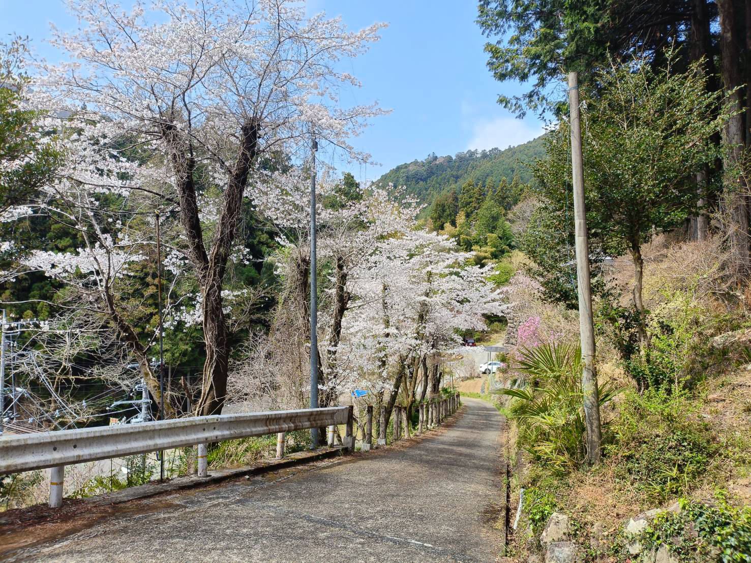 研修会館春②